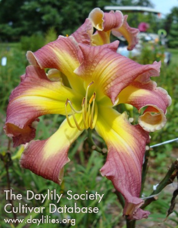 Daylily It Is What It Is